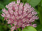 Purple milkweed